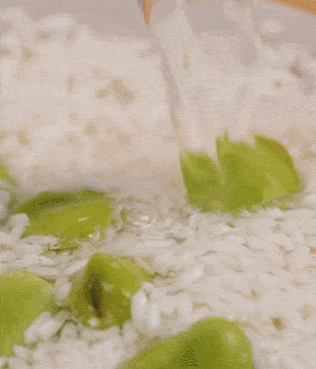 鍋底抹油，將淘洗干凈的大米，加蠶豆、清水，蓋蓋中火煮。